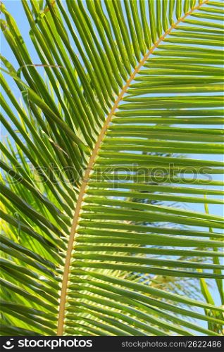 Fronds of a palm