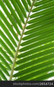 Fronds of a palm