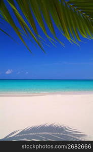 Fronds of a palm and sea