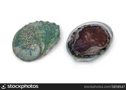 Front and back of a fresh raw abalone in the shell on white background