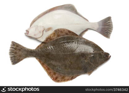Front and back of fresh European flounders on white background