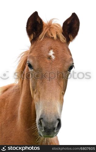 Front of the horse head isolated on white&#xA;