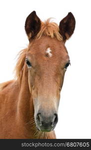 Front of the horse head isolated on white&#xA;