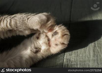 Front pad paws of white domestic cat lying on bedsheet closeup