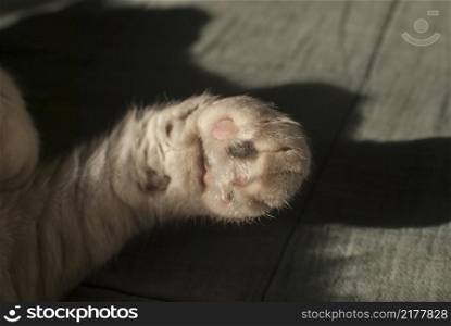 Front pad paws of white domestic cat lying on bedsheet closeup