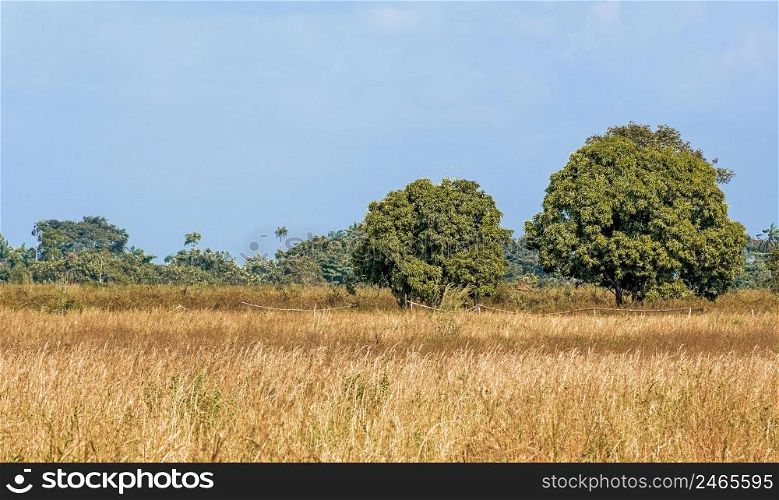 front view african nature landscape with trees