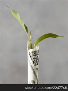 front view banknote wrapped around plant