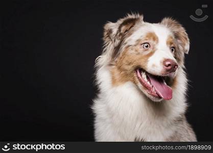 front view cute dog. Resolution and high quality beautiful photo. front view cute dog. High quality beautiful photo concept