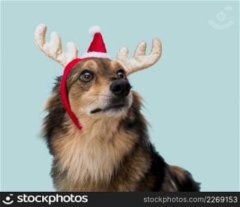 front view cute dog with christmas concept
