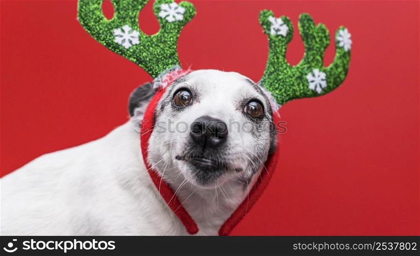 front view cute dog with christmas concept 3