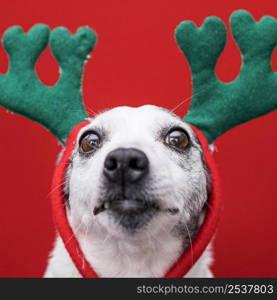 front view cute dog with christmas concept 4