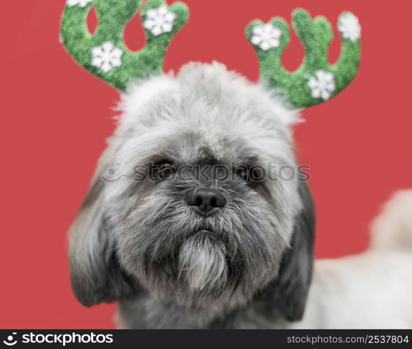 front view cute dog with christmas concept 5