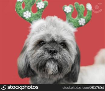 front view cute dog with christmas concept 5