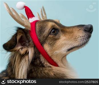 front view cute dog with christmas concept 6