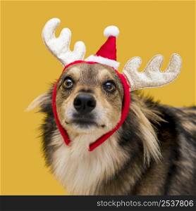 front view cute dog with christmas concept 7