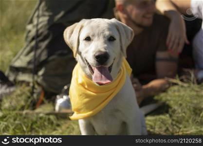 front view cute dog with yellow bandana
