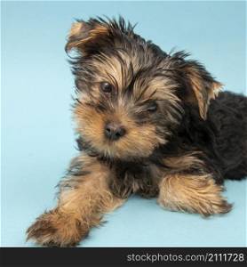 front view cute yorkshire terrier dog