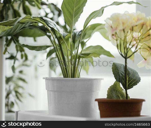 front view indoors plants pots window