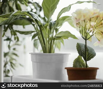 front view indoors plants pots window