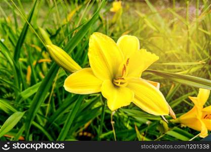 Front view of a Beautiful Yellow Lily Blooming in the garden. Front view of a Beautiful Yellow Lily Blooming in the garden.