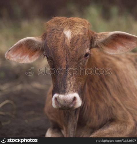 Front view of a cow
