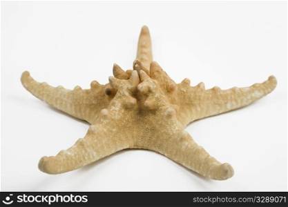 front view of a starfish in detail isolated on white background