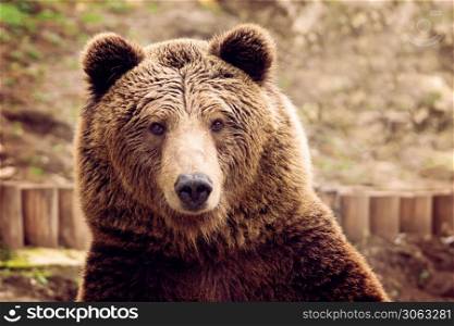 Front view of brown bear