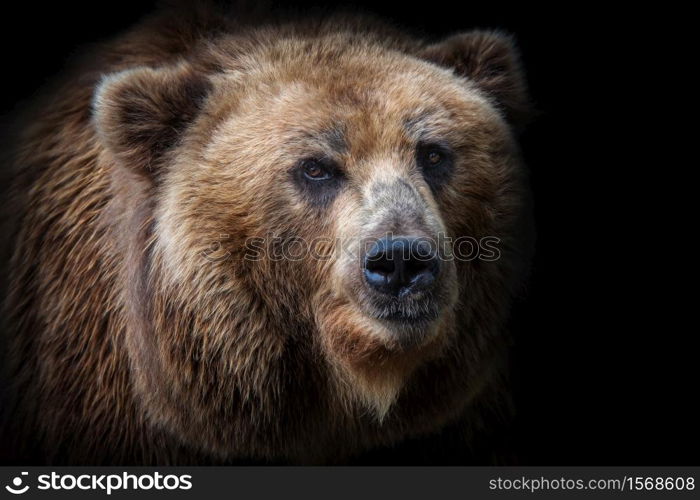 Front view of brown bear isolated on black background. Portrait of Kamchatka bear (Ursus arctos beringianus)