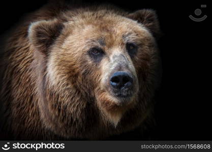 Front view of brown bear isolated on black background. Portrait of Kamchatka bear (Ursus arctos beringianus)