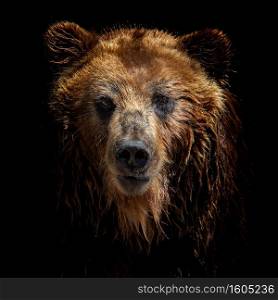 Front view of brown bear isolated on black background. Portrait of Kamchatka bear  Ursus arctos beringianus 