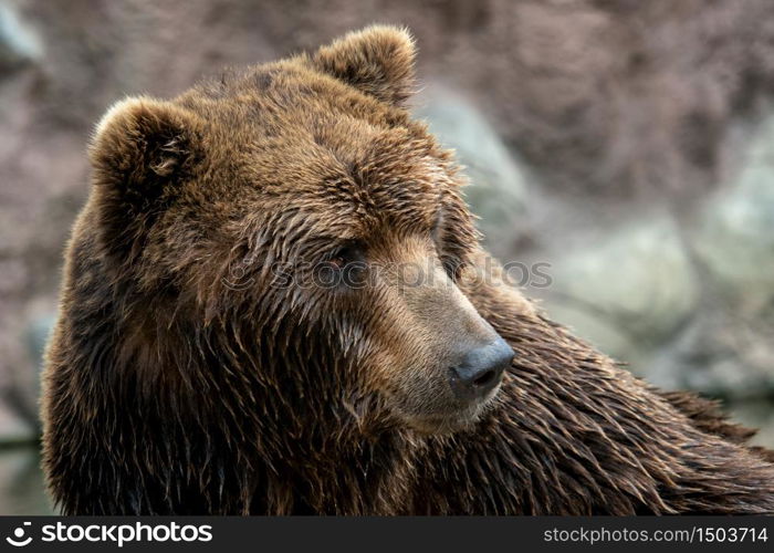 Front view of brown bear. Portrait of Kamchatka bear (Ursus arctos beringianus)