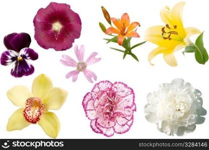 front view of different colored flowers on white background