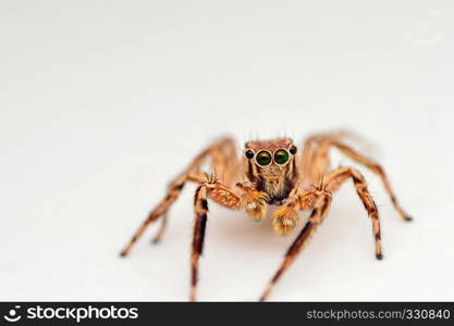 Front view of male jumping spider, Plexippus petersi, Satara, Maharashtra, India. Front view of male jumping spider, Plexippus petersi, Satara, Maharashtra, India.