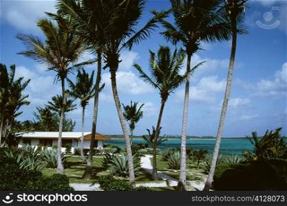 Front view of palm trees beside the ocean, Eleuthera, Bahamas