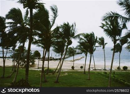 Front view of palm trees swaying in the storm, Abaco, Bahamas