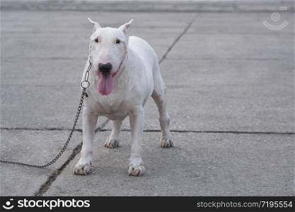 Front view of senior white English bull terrier (13 year old) standing on wide concrete courtyard in evening time