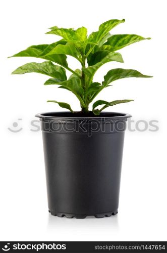 Front view of small plant in pot isolated on white background