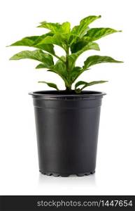 Front view of small plant in pot isolated on white background