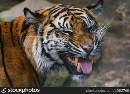 Front view of Sumatran tiger. Portrait of Sumatran tiger (Panthera tigris sumatrae)