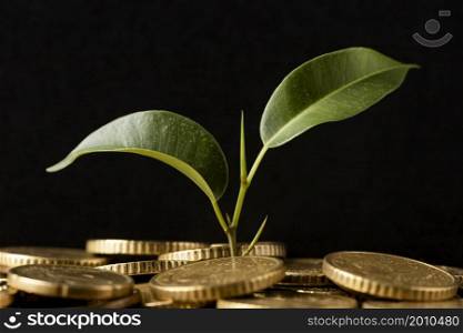 front view plant growing from coins