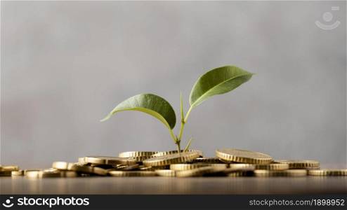 front view plant growing from golden coins. Resolution and high quality beautiful photo. front view plant growing from golden coins. High quality beautiful photo concept