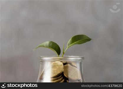 front view plant growing from jar coins