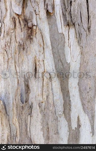 front view tree bark texture 5