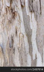 front view tree bark texture 5
