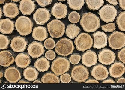 front view tree trunks. Resolution and high quality beautiful photo. front view tree trunks. High quality beautiful photo concept