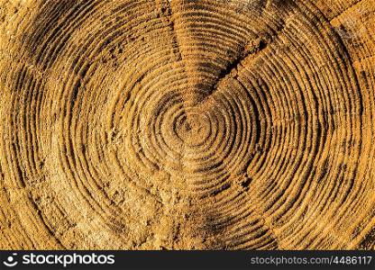 Frontal up close view of an old weathered log showing it&rsquo;s life rings.