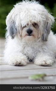 Frontal view of a white Zuchon dog