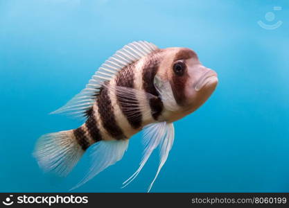 Frontosa fish with black stripes in the water