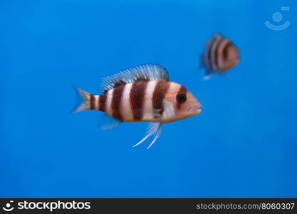 Frontosa fish with black stripes in the water