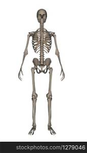 Frontview of human skeleton isolated in white background - 3D render. Human skeleton - 3D render